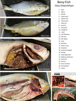 Animal Dissection Images - Bony Fish