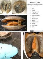 Animal Dissection Images - Clam