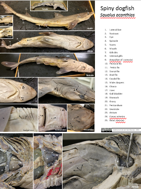 Animal Dissection Images - Dogfish