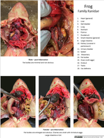 Animal Dissection Images - Frog