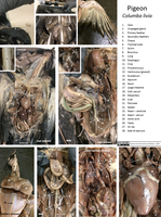 Animal Dissection Images - Pigeon