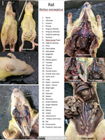 Animal Dissection Images - Rat