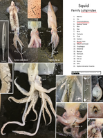 Animal Dissection Images - Squid