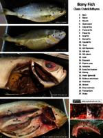 Labelled Bony Fish - PDF