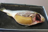 Bony Fish - Image 13