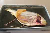 Bony Fish - Image 14