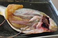 Bony Fish - Image 15