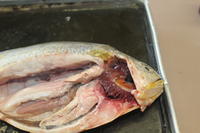 Bony Fish - Image 19
