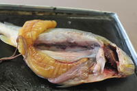 Bony Fish - Image 17