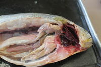 Bony Fish - Image 18
