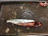 Bony Fish - Image 21