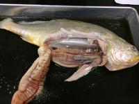 Bony Fish - Image 23
