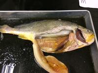 Bony Fish - Image 24