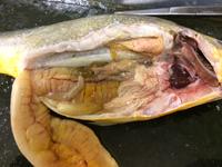Bony Fish - Image 25