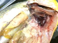 Bony Fish - Image 26
