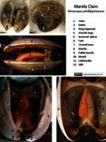 Labelled Clam - PDF