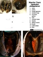 Labelled Clam - PPTX