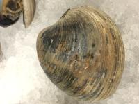 Clam - Image 02