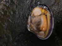Clam - Image 13
