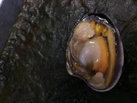 Clam - Image 14