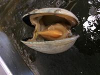 Clam - Image 15