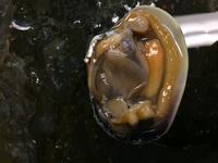 Clam - Image 16