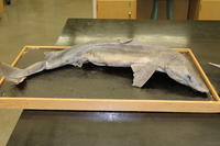Dogfish - Image 02