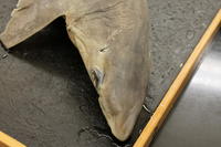 Dogfish - Image 03