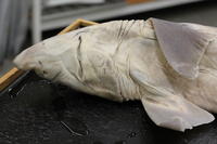 Dogfish - Image 04