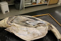 Dogfish - Image 07