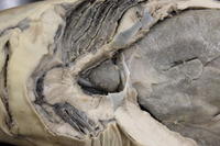 Dogfish - Image 08