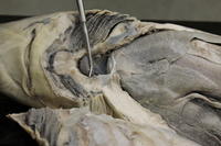 Dogfish - Image 09