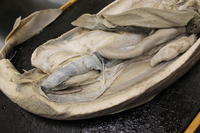 Dogfish - Image 12