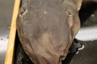 Dogfish - Image 13