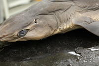 Dogfish - Image 14