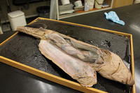 Dogfish - Image 17
