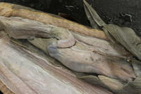 Dogfish - Image 19