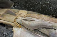 Dogfish - Image 20
