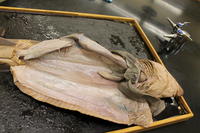 Dogfish - Image 21