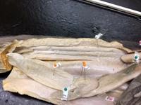 Dogfish - Image 22