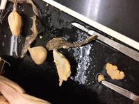 Dogfish - Image 24