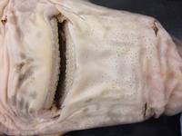 Dogfish - Image 25
