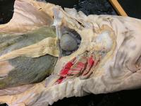 Dogfish - Image 26