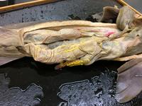 Dogfish - Image 27
