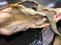 Dogfish - Image 28