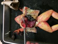 Frog - Image 03