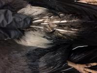 Pigeon - Image 16