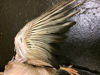 Pigeon - Image 23