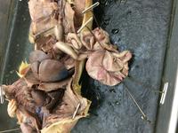 Rat - Image 01