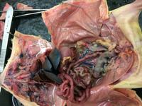 Rat - Image 02